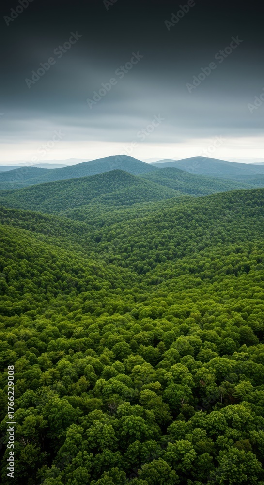 Fototapeta premium A massive expanse of rolling hills and towering mountains covered in an endless blanket of vibrant green trees stretching toward the horizon ,panorama ,thick ,view