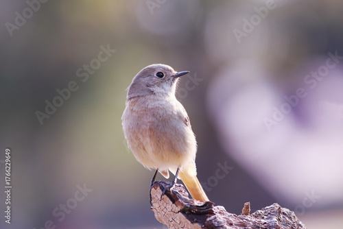 餌を探すジョウビタキの雌