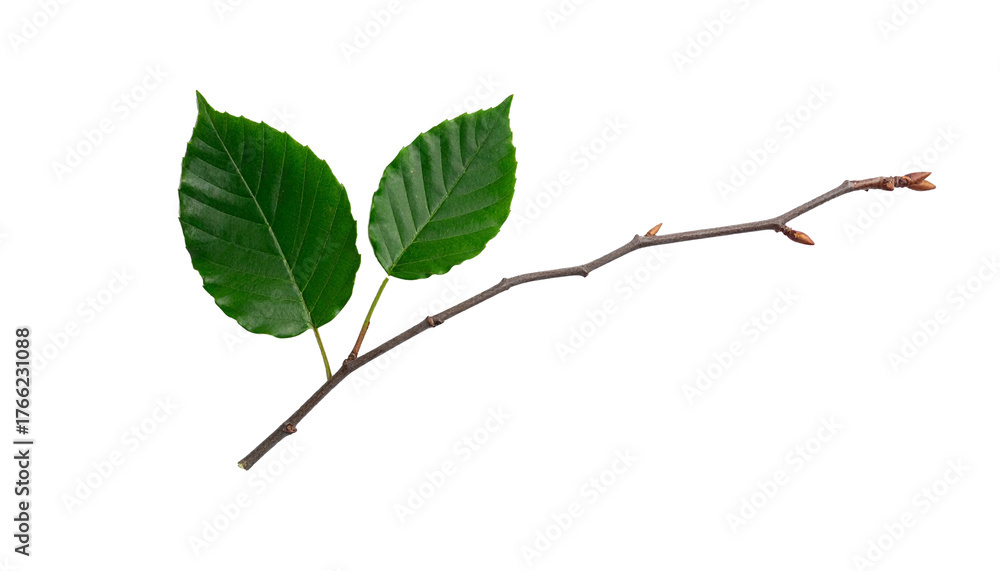 Fototapeta premium A Branch and a Leaf Minimal Nature Concept Isolated on Transparent Background