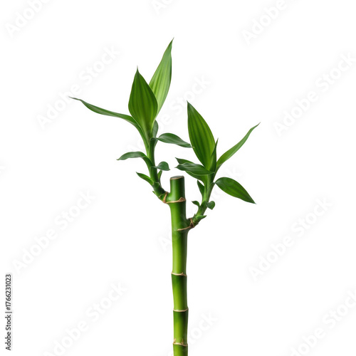 Vibrant green bamboo stalks with fresh leaves isolated on transparent background
