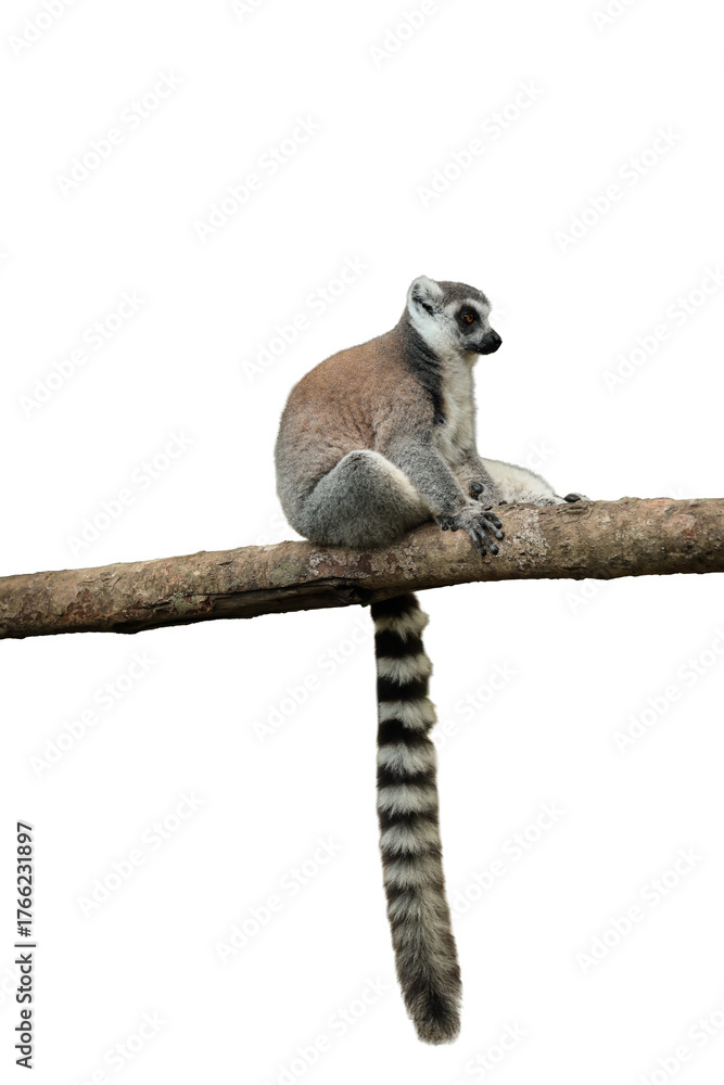 Naklejka premium A lemur perched on a branch with a long striped tail, isolated, PNG