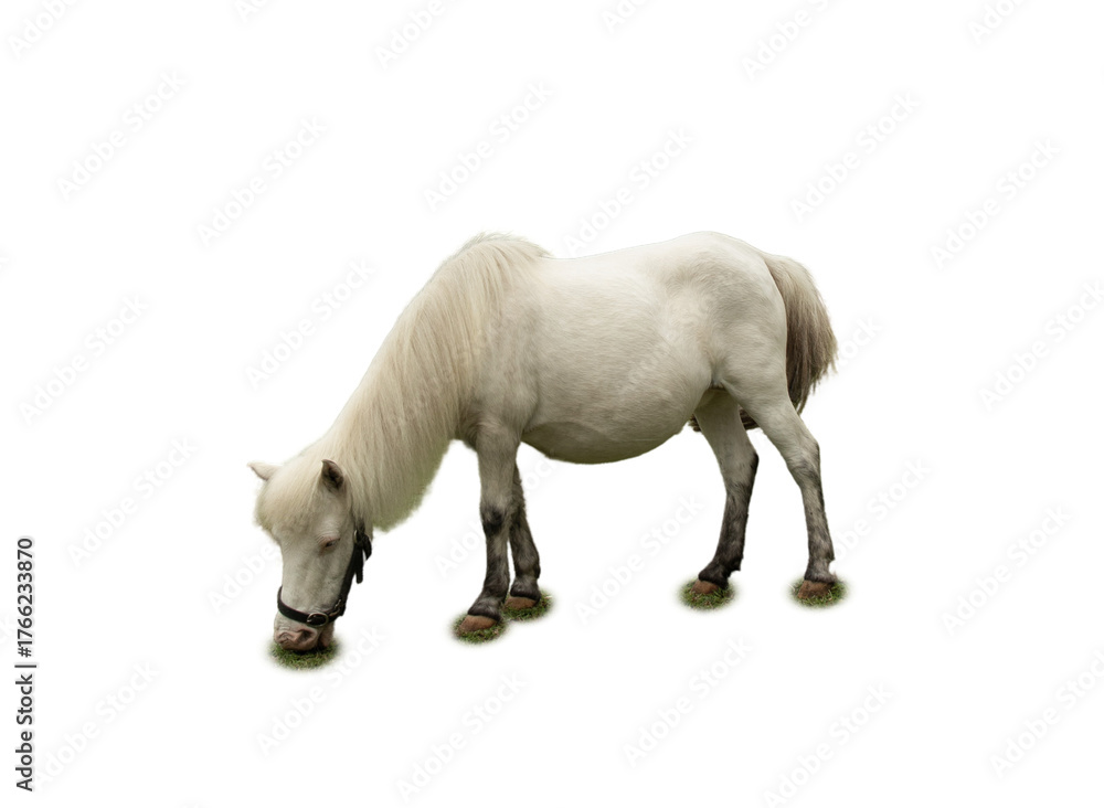 Fototapeta premium White pony with long mane grazes on lush green grass, isolated, PNG