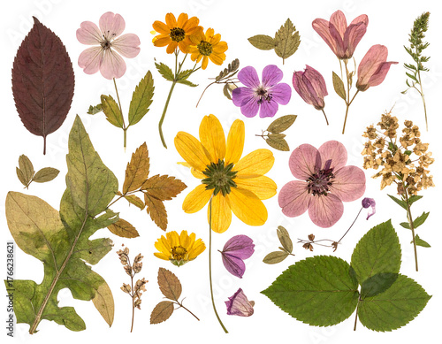 Pressed dried flowers and leaves in a botanical arrangement, showcasing various textures and shapes