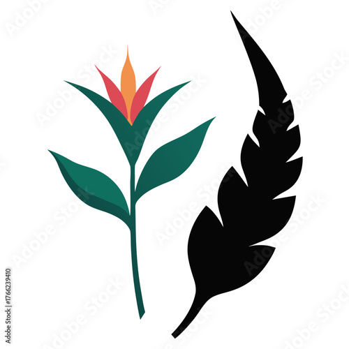 heliconia jade vine silhouette on white