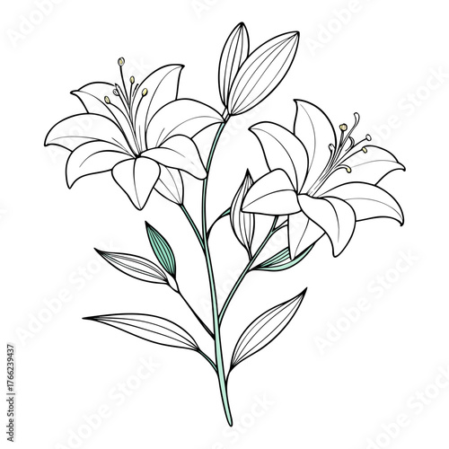  hemerocallis bloemen flower line art on white