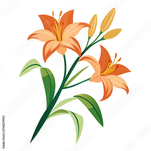  hemerocallis bloemen flower vector on white