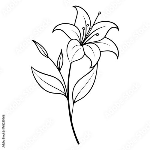 hemerocallis frans hals flower line art on white 