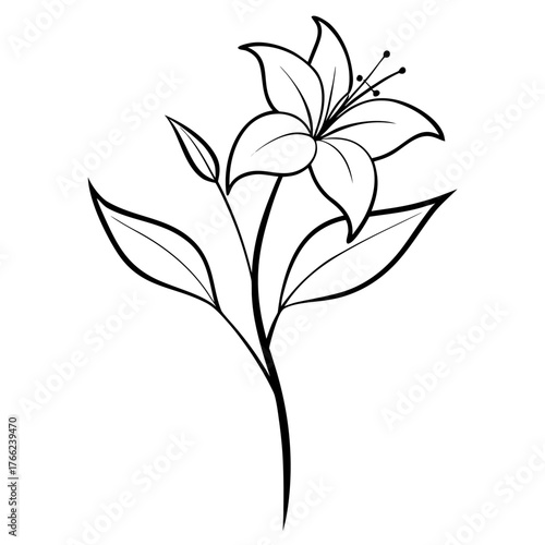 hemerocallis frans hals line art  flower on white background