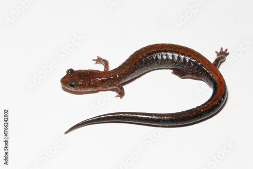 An adult Red-backed Salamander (Plethodon cinereus) from eastern North America.  Its body is curled into a backwards 