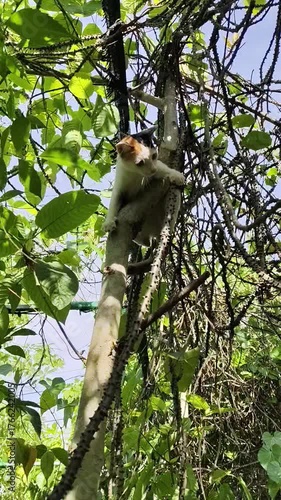A cat climbs up a tall tree.