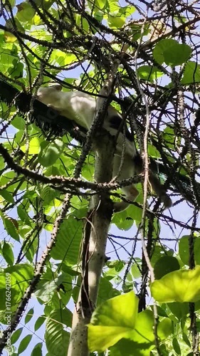 A cat climbs up a tall tree.