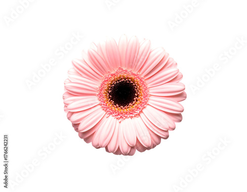 Pale pink gerbera flower, overhead angle, with dark center, set against stark black background