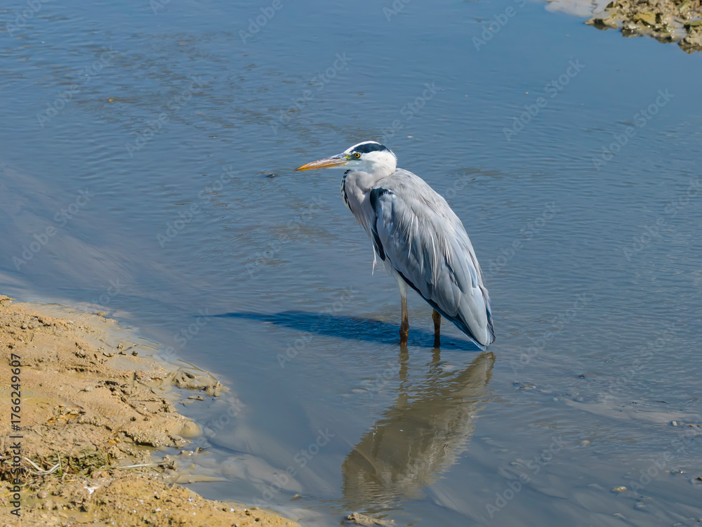 Fototapeta premium gray heron on lake mud ground land,wildlife in natural habitat