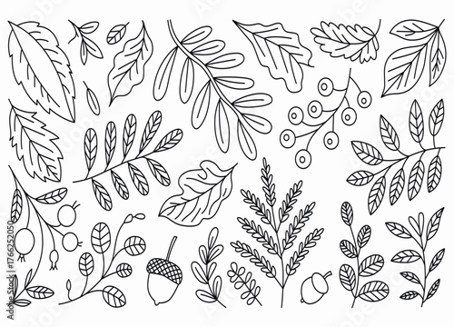 Elegant Autumnal Vector Illustration with Leaves Berries and Acorns for Creative Design and Decor Projects