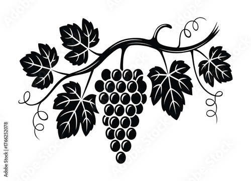 Elegant black and white vector illustration of grapes with leaves for designs and artistic applications perfect for invitations and decor
