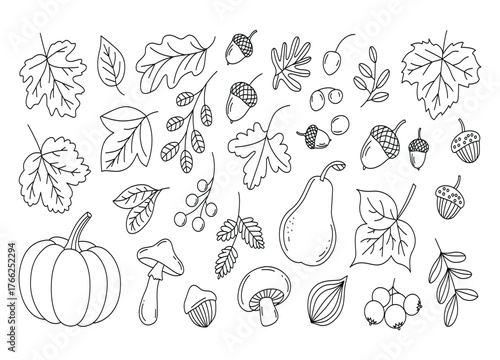 Outline drawing of autumn harvest and foliage showcasing pumpkin pear mushrooms berries acorns and maple oak tree leaves design element