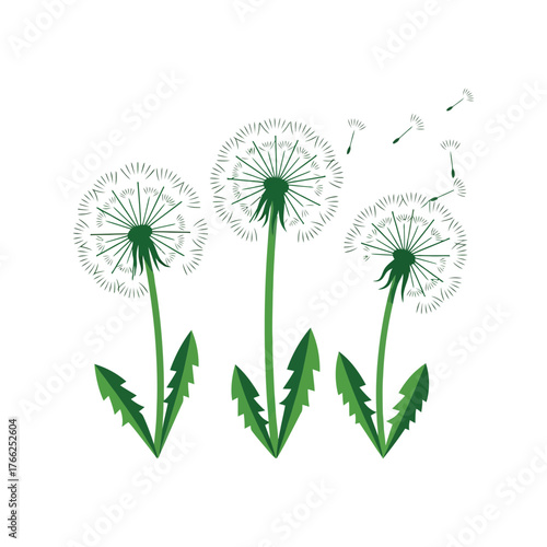 Three fluffy dandelion seed heads blowing in the wind with airborne seeds on white vector