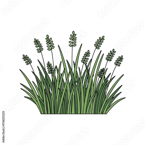 Dark wheat stalks with green grass blades isolated on a clean surface vector