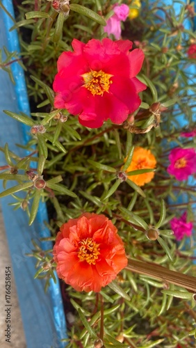 Wallpaper Mural Red Moss Rose Flower with Dewdrops in Morning Light Torontodigital.ca