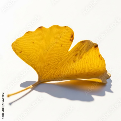 Isolated Yellow Ginkgo Leaf Displaying Intricate Veins on Bright White Background