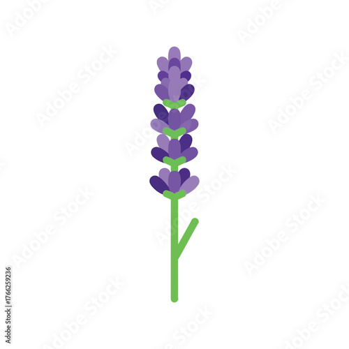 Vibrant purple lavender flower stem isolated on white studio background spring bloom botanical vector