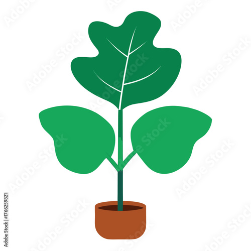Fiddle Leaf Fig Plant Vector Design on White Background