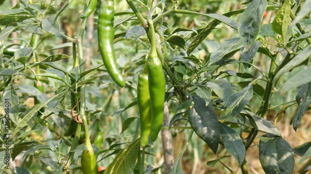 A clean 4K handheld shot featuring camera movement over green chili peppers growing on a mountain farm. Ideal for food, spice, agriculture, visual reference, and cinematic flexibility
