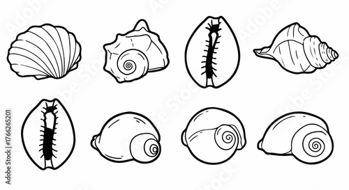 Seashells collection outline style with transparent background