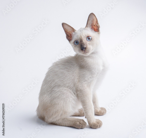 black face and black note thai cat Siamese cat  kitten isolated on white background