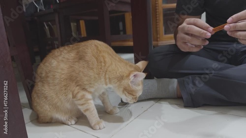 Person with orange cat	
