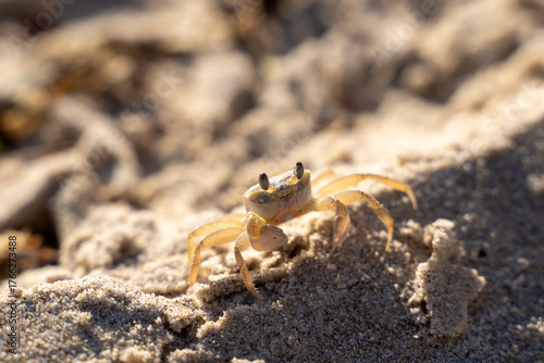 Sand Crab on Moreton island Queensland Australia