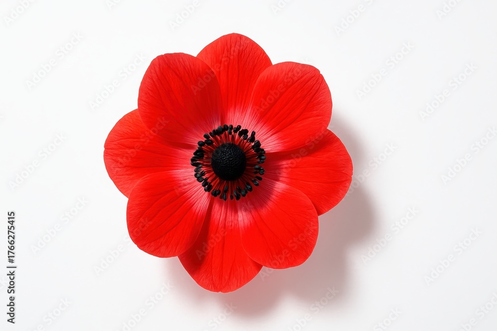 Fototapeta premium Single red flower viewed top down on a light table clean graphic floral study studio isolated on pure white background