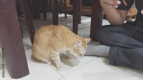  Person with orange cat