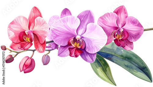 Watercolor orchid arrangement with pink, purple, and red petals. Leaves complement the floral display on a black background