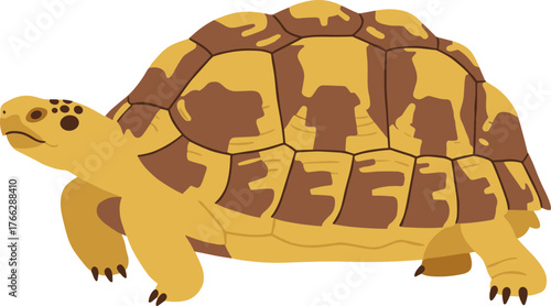 Cartoon Style Detailed Turtle Isolated On White Background Illustration