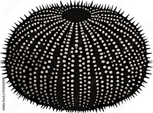 Detailed Sea Urchin Illustration with Spikes and Round Spots in Black and White