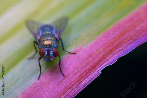 Fly on leaf