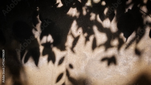 Shadows of leaves on the wall