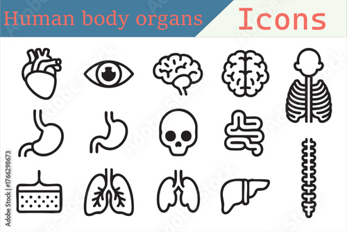Human anatomy line icons for healthcare education, posters, and classroom infographics