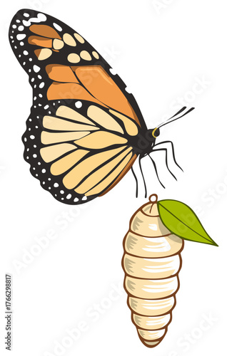 Monarch butterfly and its chrysalis representing metamorphosis and life cycle