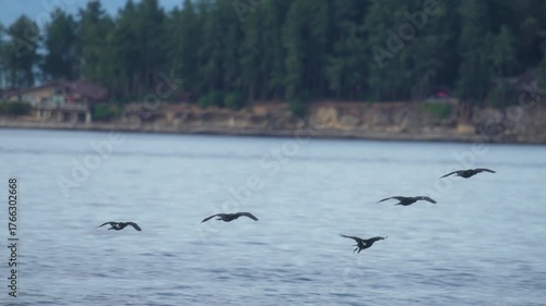 Flock of cormorants flying above ocean water surface