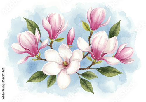 Pink water lily and lotus flower in bloom