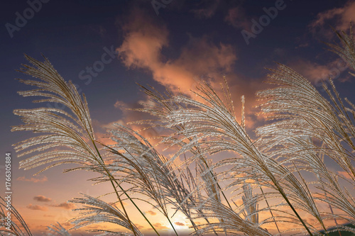 夕焼け雲にススキの穂がなびく