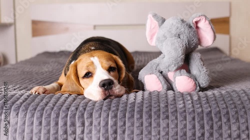 Sleepy beagle dog lying on bed on grey blanket next to soft toy and wagging tail