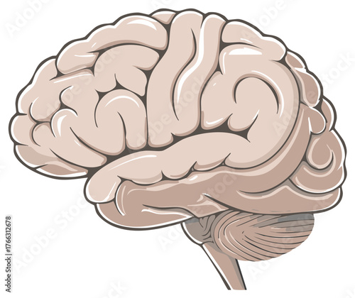 Detailed illustration of a human brain showing cerebrum and cerebellum