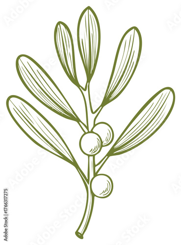 Green mistletoe sprig with berries hand drawn illustration for Christmas holiday decoration