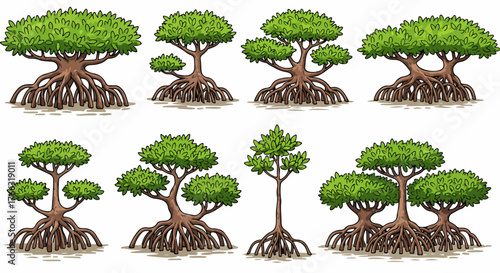 Mangrove trees with visible roots