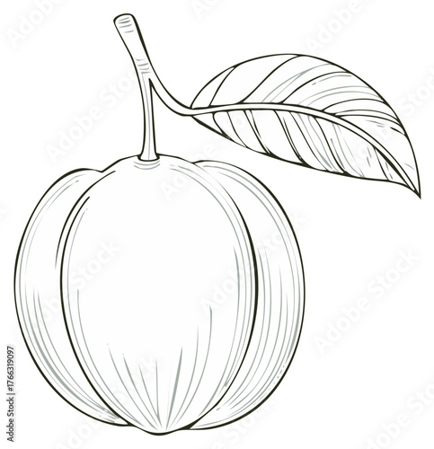 Guava fruit with leaf line art illustration single tropical exotic object isolated