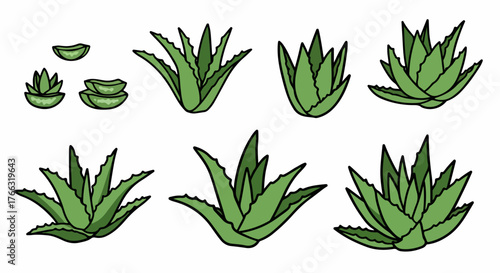 Aloe vera plant collection with transparent background