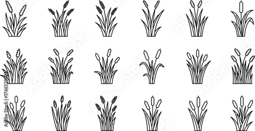 Collection of reed plant vector reed grass illustration
